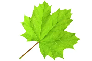 Foto op Plexiglas Green maple leaf © Fotofermer