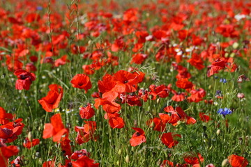 klatschmohn