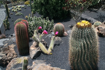 Kaktus im Jardin de Catus in Guatiza auf Lanzarote