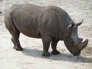 rhinoc&eacute;ros