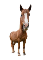 funny horse isolated on white