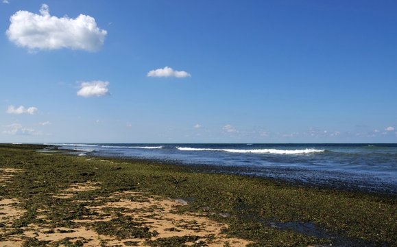 algues sur une plage