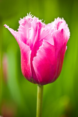 Naklejka premium Red tulip on a green background
