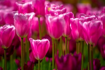 Obraz premium Sea of pink tulips