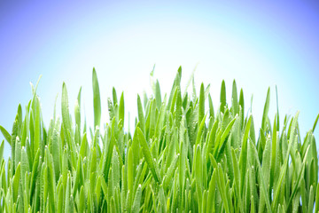 Grass