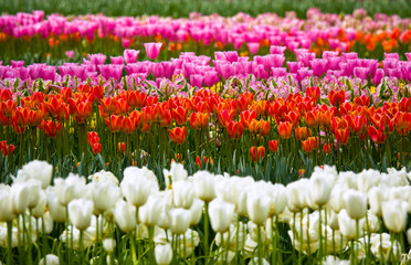 Sea of colorful tulips