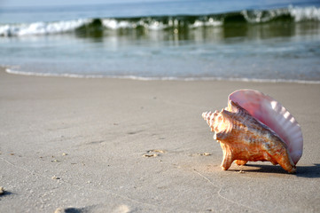 Seashell on Beach with Copy Space