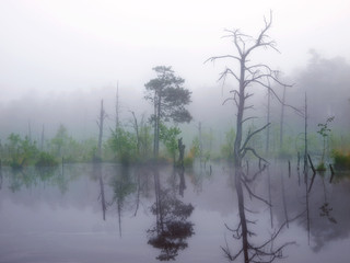 Hochmoor im Nebel