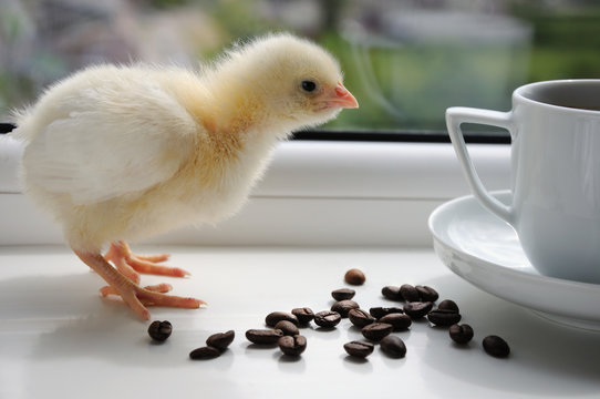 Little chik with coffee beans