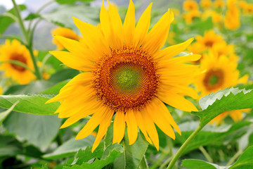 Obraz premium the closeup of Beautiful yellow Sunflower petals