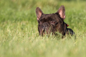 bouledogue français