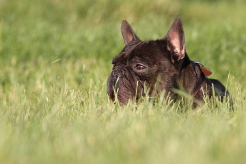 bouledogue français
