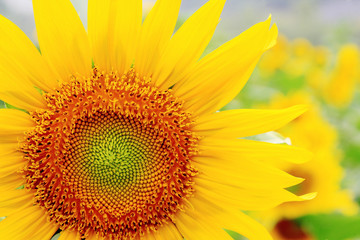 Obraz premium the closeup of Beautiful yellow Sunflower petals