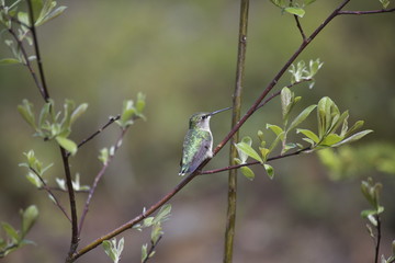 colibri sur branche
