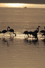 Lesser Flamingoes at sunrise, lake Nakuru, Kenya