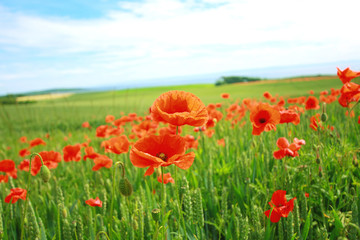 Summer poppies in the fields of wheat