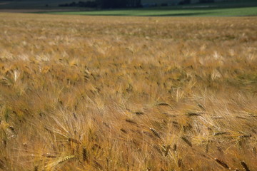 Magnifique champ de blé