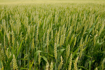 Grain field closeup