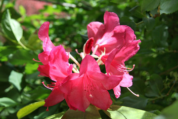 Rhododendron