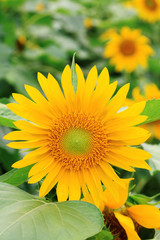 the closeup of Beautiful yellow Sunflower petals