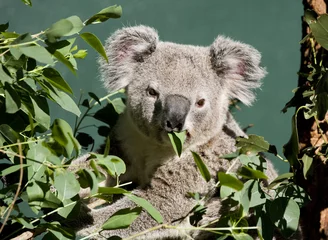 Vlies Fototapete Koala Koalabär