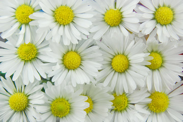 Fototapeta premium white daisies background