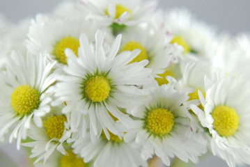 Obraz na płótnie Canvas white daisy