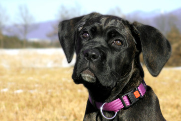 Cane Corso