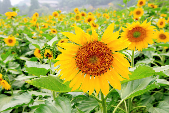 the closeup of Beautiful yellow Sunflower petals