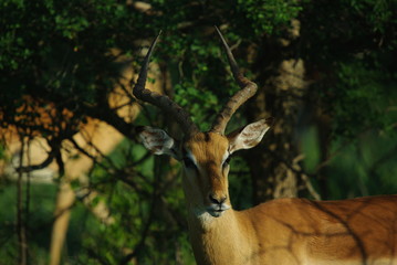 impalas