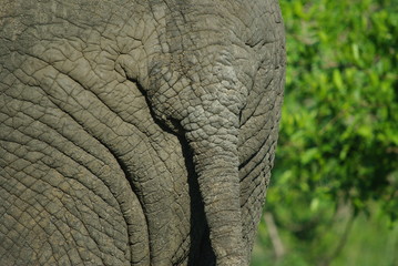 queue de l'&eacute;l&eacute;phant