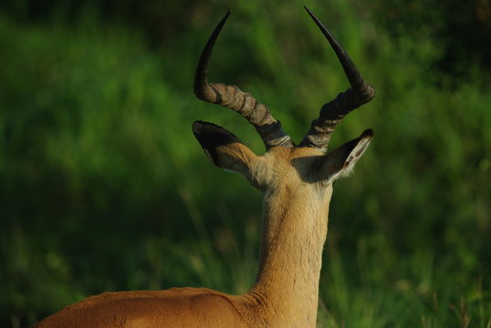 impala