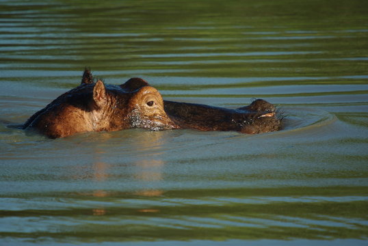 hippopotame