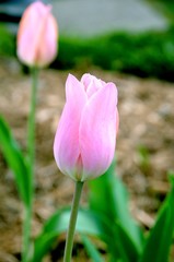 Tulipes