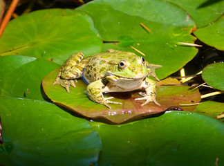 frog on water-lily leaf