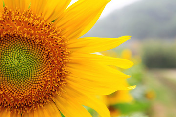 the closeup of Beautiful yellow Sunflower petals