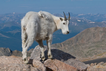 Mountain Goat 7