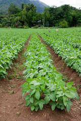 Soil Bean Plantation