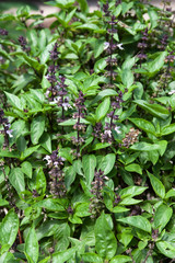 Basil Leafs