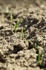 Fresh green sprouts emerging from the ground
