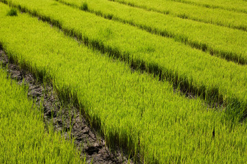 nursery Rice in Northern Thailand