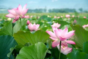 Photo sur Plexiglas fleur de lotus fleur de lotus