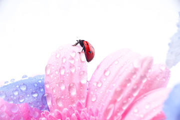 ladybug on iris flower