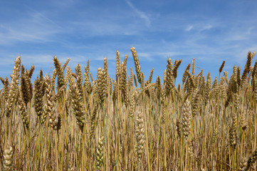 champ de blé