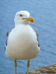 goéland