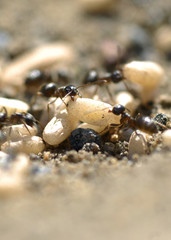 Ameisenvolk mit Larven im Ameisenbau