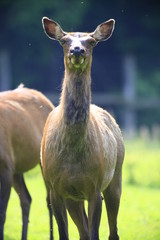 wapiti hirsch