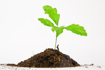 Einen Baum pflanzen