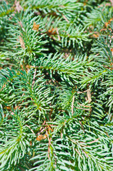 Christmas tree background