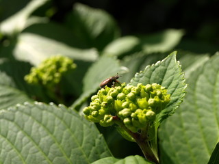 Knospen mit Maikäfer